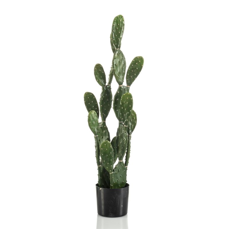 Cactus myrtillo 100cm