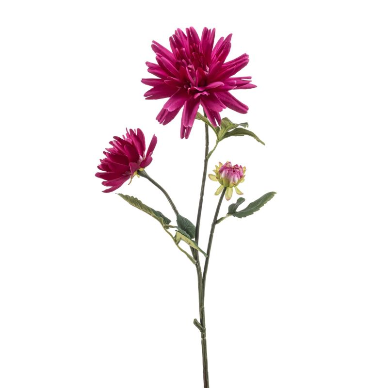 Dahlia spider spray beauty 75cm