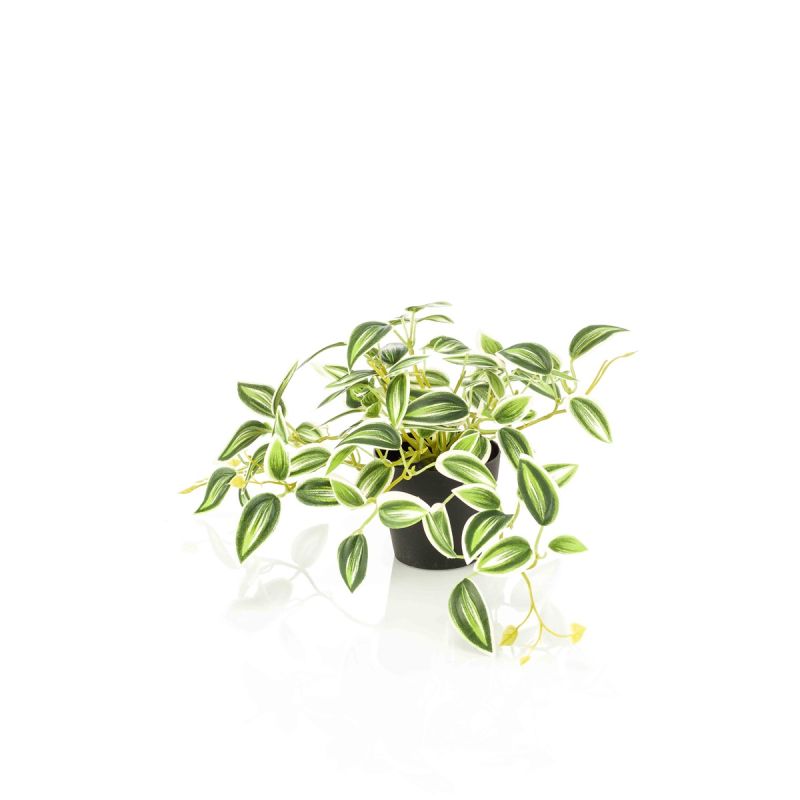 Tradescantia green/white in pot 19cm