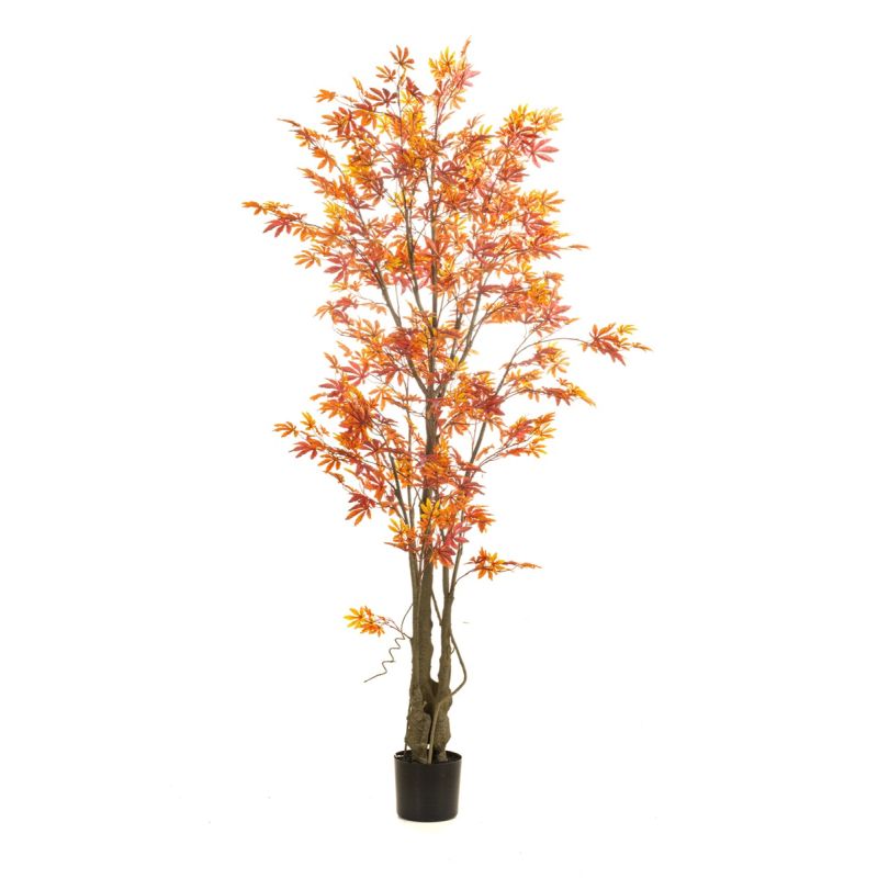 Maple japanese tree red/orange in pot 190cm (knock down packing)