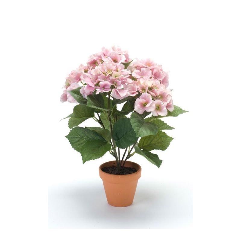 Hydrangea bush pink 40cm in tc pot