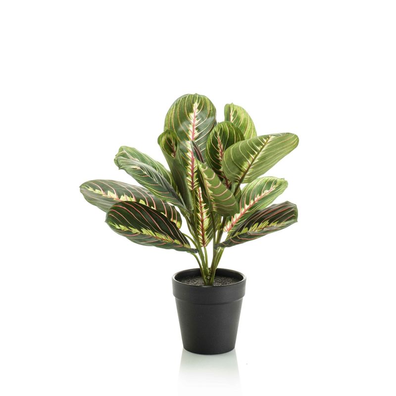 Maranta bush green 30cm in black pot
