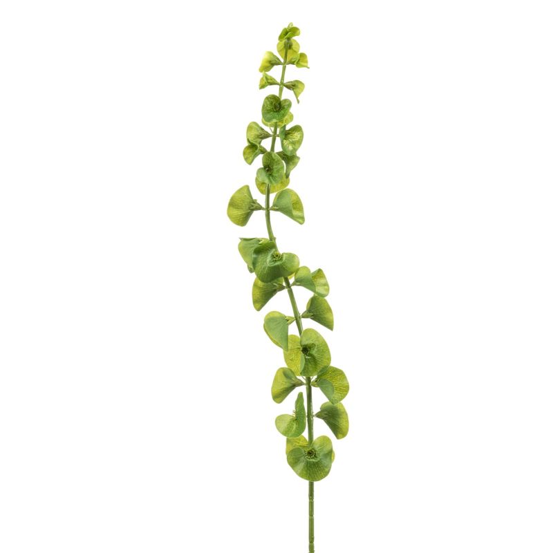 Molucella spray green 90cm