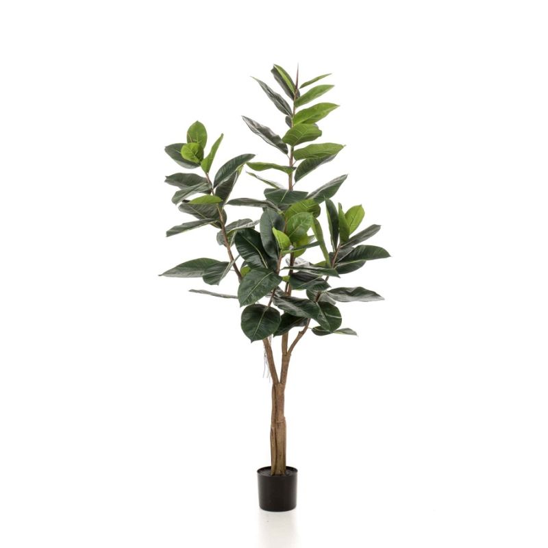Ficus elastica tree 180cm