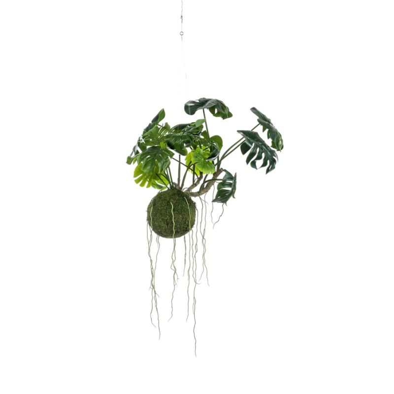 Monstera moss ball hanging 60cm