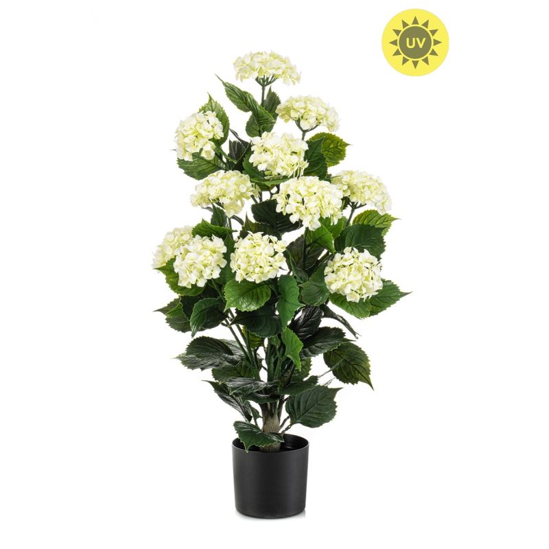 Hydrangea white UV in pot 90cm