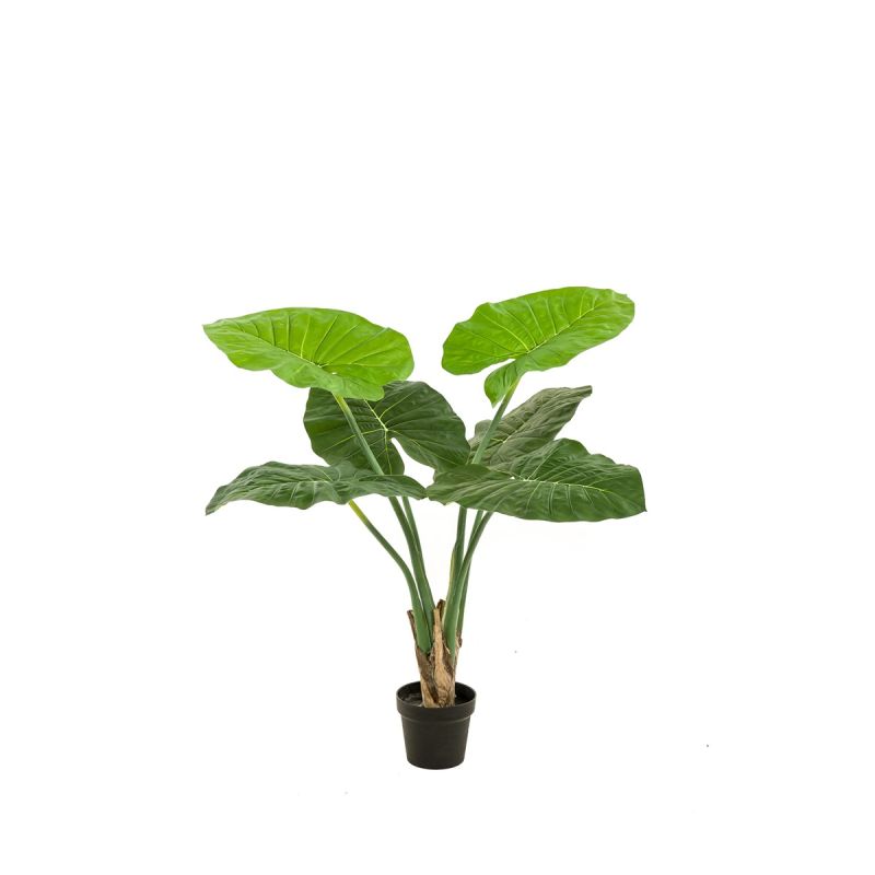 Alocasia plant 90cm (knock down packing)