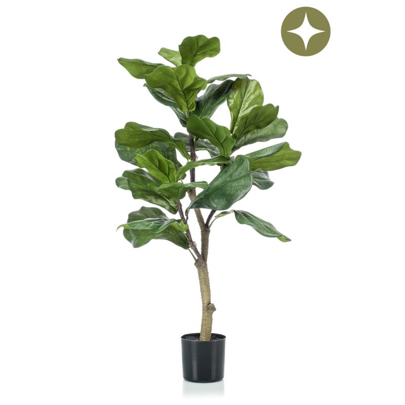 Ficus lyrata tree 90cm