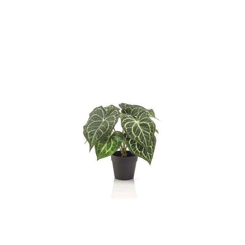 Anthurium bush in pot 23cm