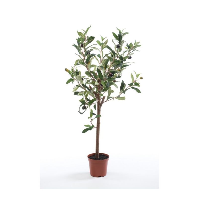 Olive mini tree in pot 65cm