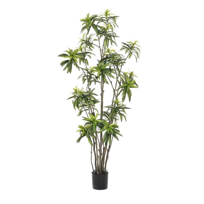 Dracaena multitrunk plant x12 210cm