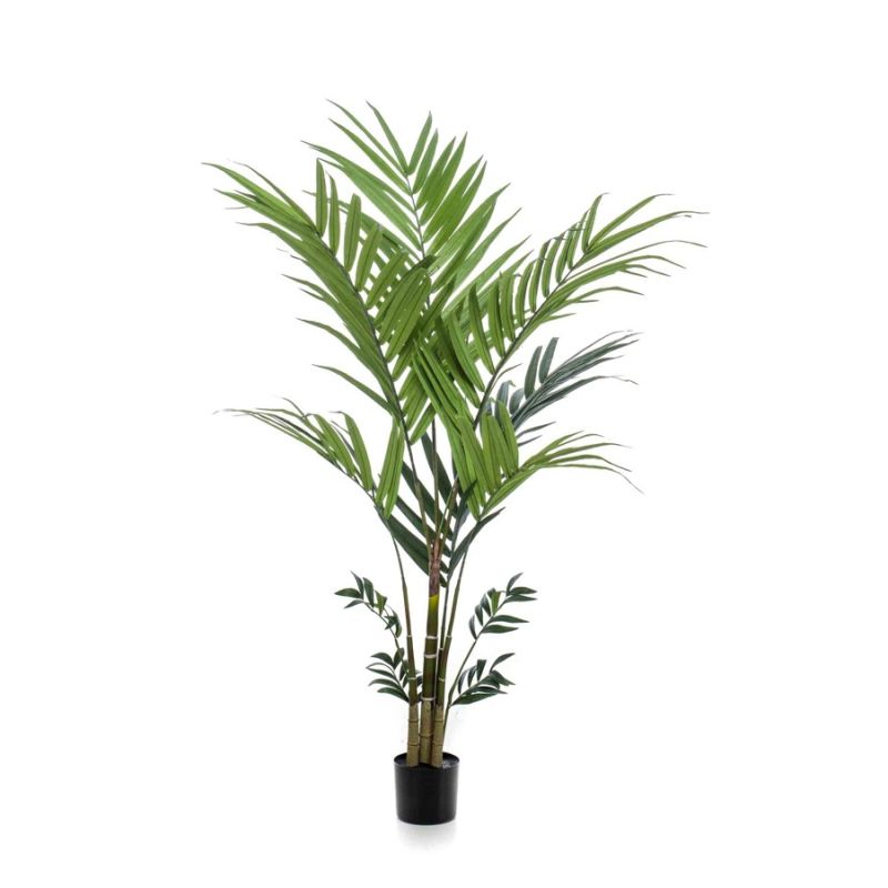 Palm kentia 180cm (knock down packing)