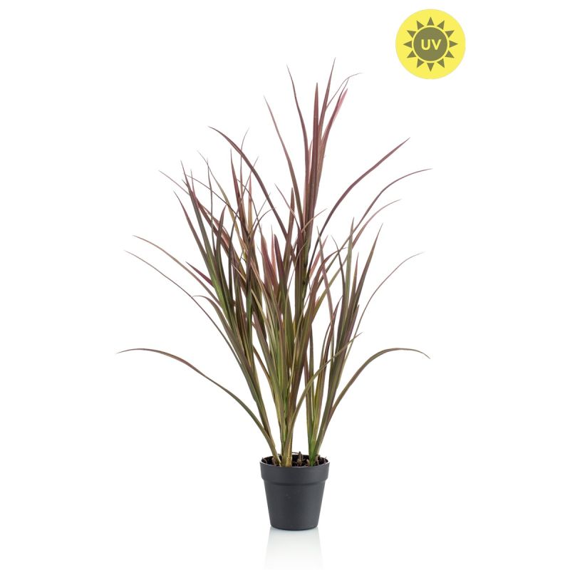 Grass UV burgundy/ dk green in pot 90cm