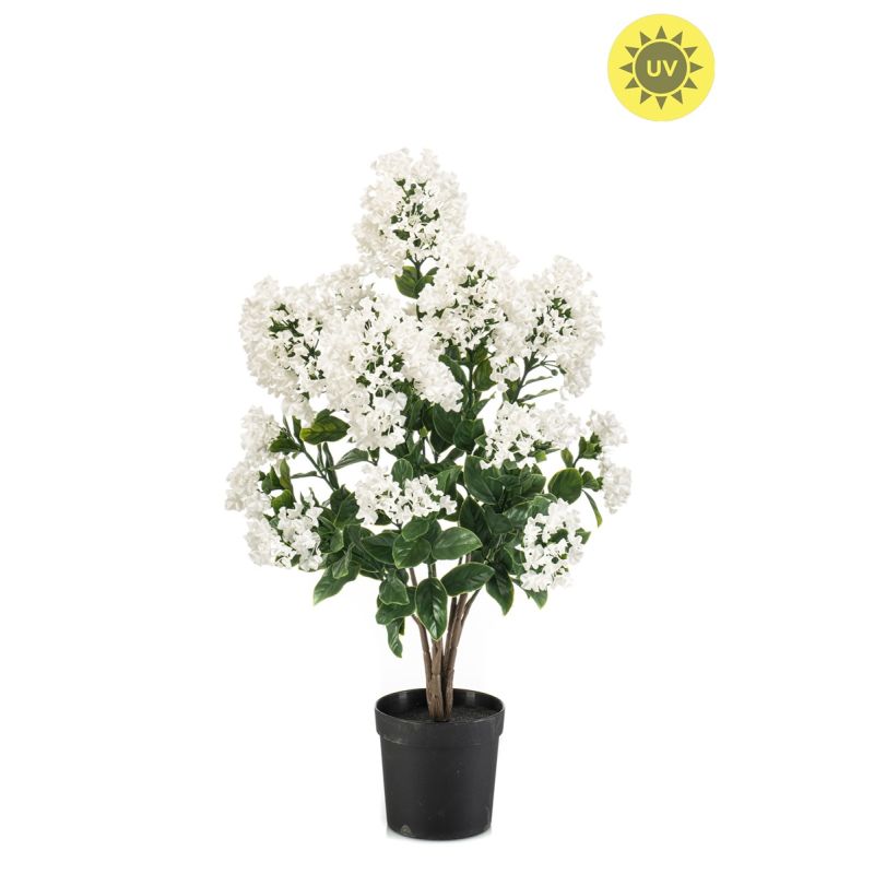 Syringa UV in pot white 65cm