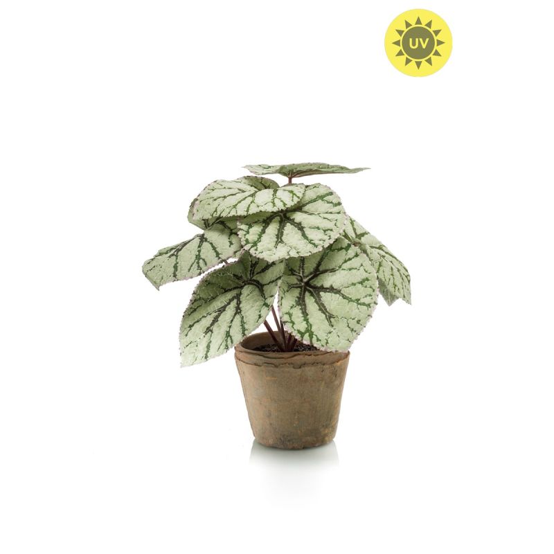 Begonia leaves bush UV grey 26cm in tc pot aged