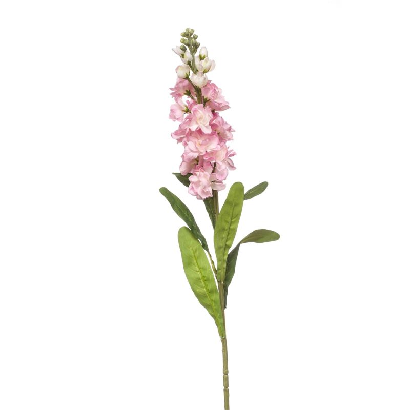 Matthiola spray pink 80cm