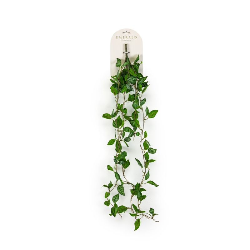 Peperomia hanging bush green/white 85cm