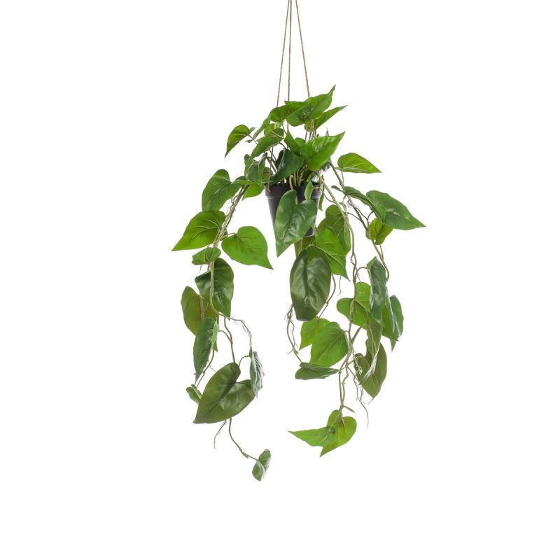 Philodendron scandens hanging in pot 100cm