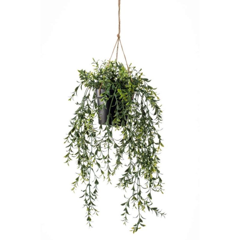 Boxwood hanging in pot 65cm