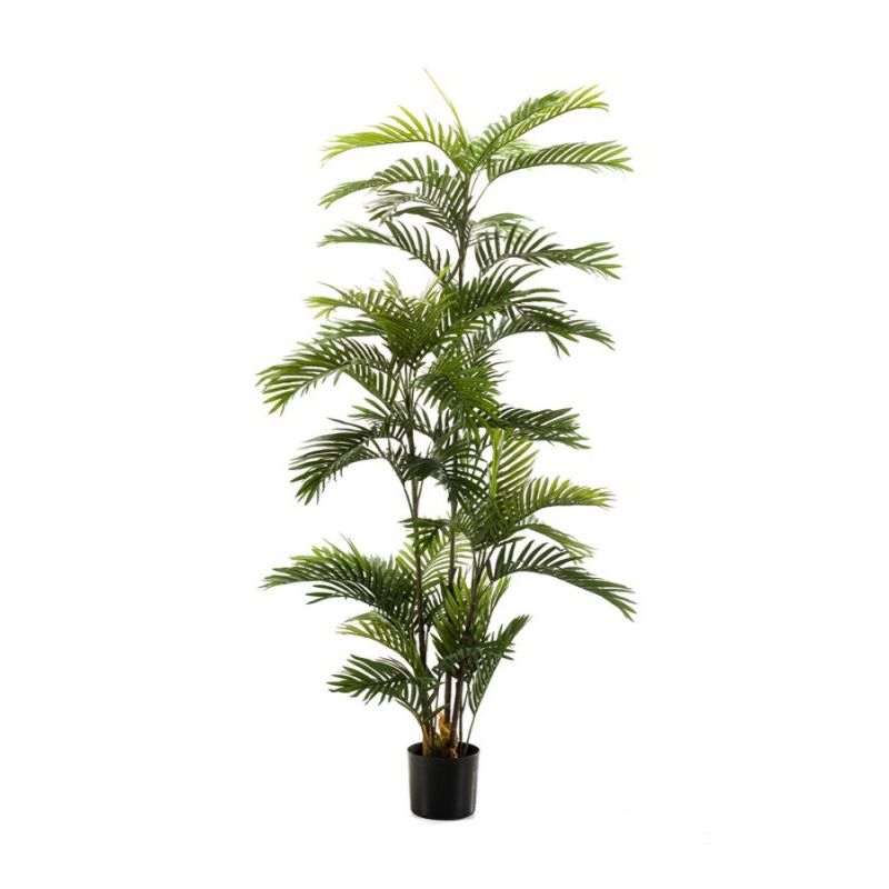Palm phoenix 180cm