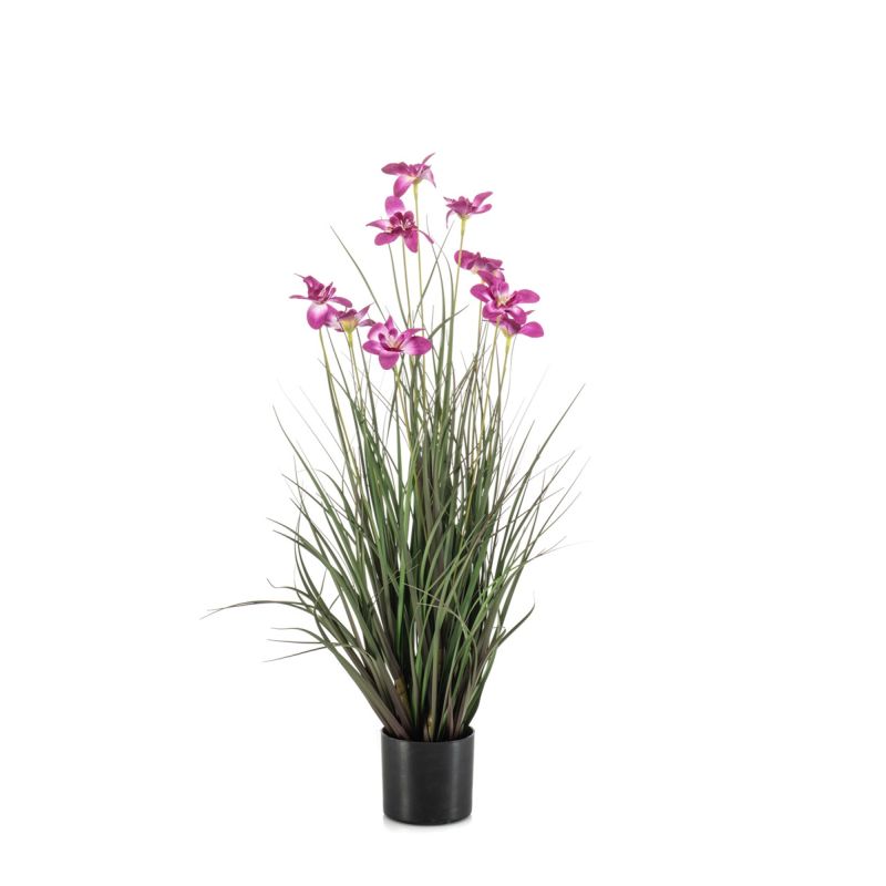 Flower grass purple in pot 90cm