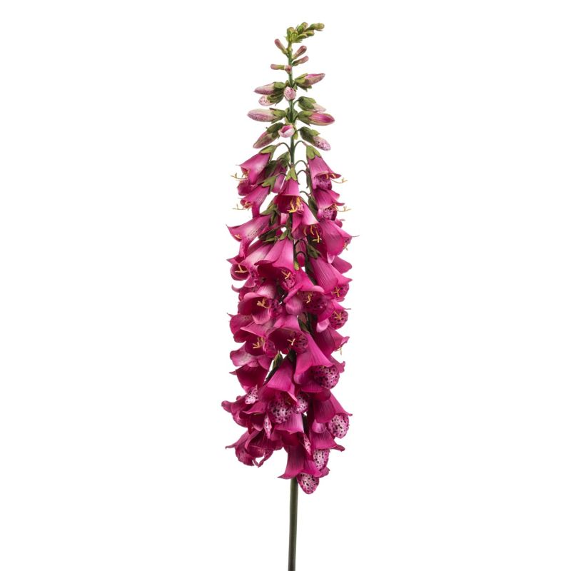 Digitalis spray beauty 120cm