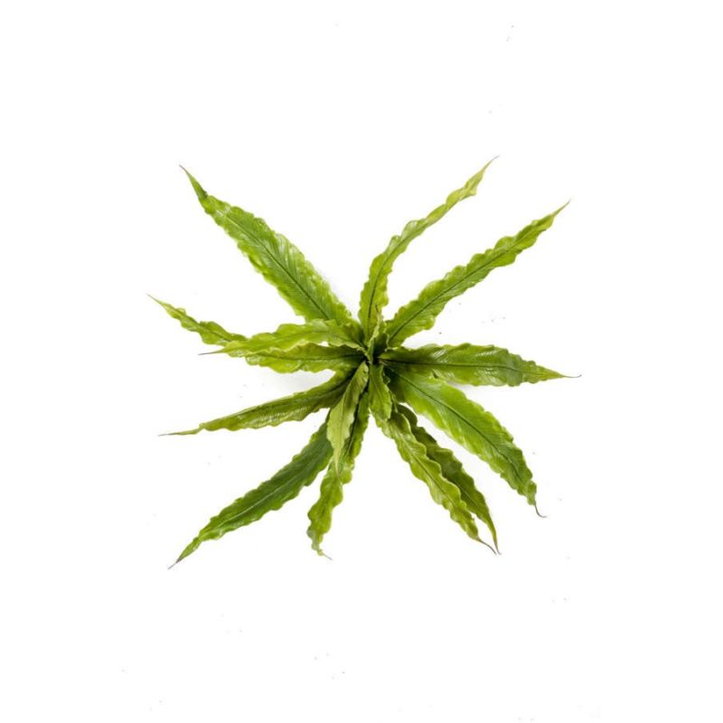 Fern asplenium bush 30cm