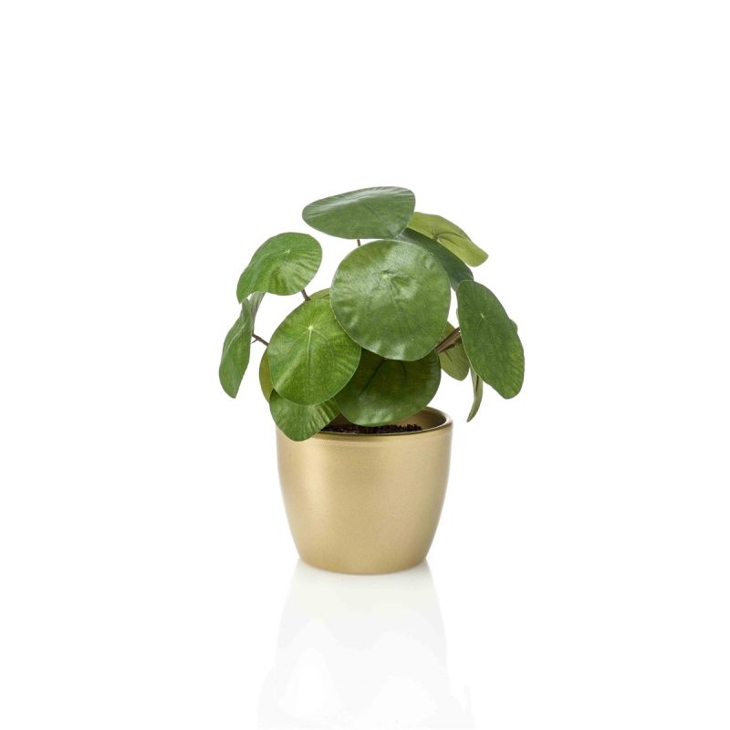 Pilea bush 24cm in pearlgold pot