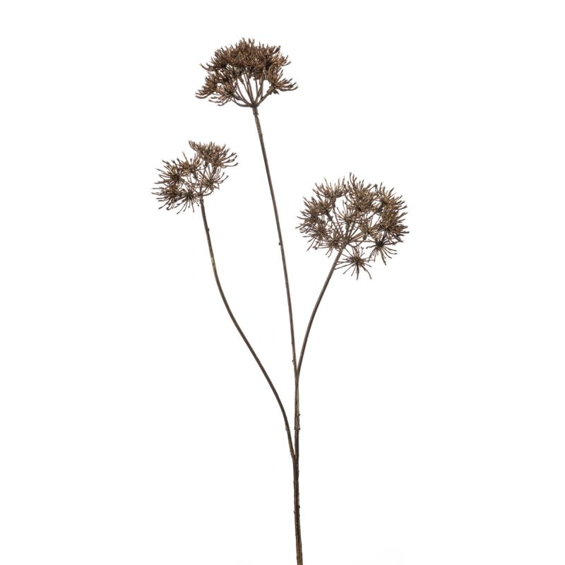 Heracleum spray brown 80cm