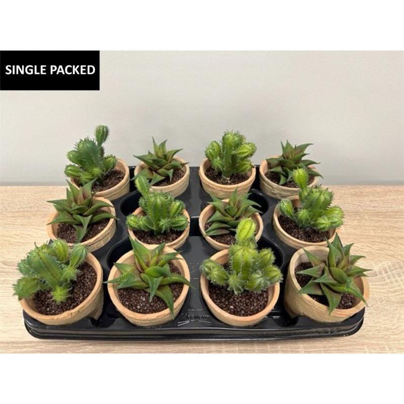 Succulent mix in tc pot (12pcs)
