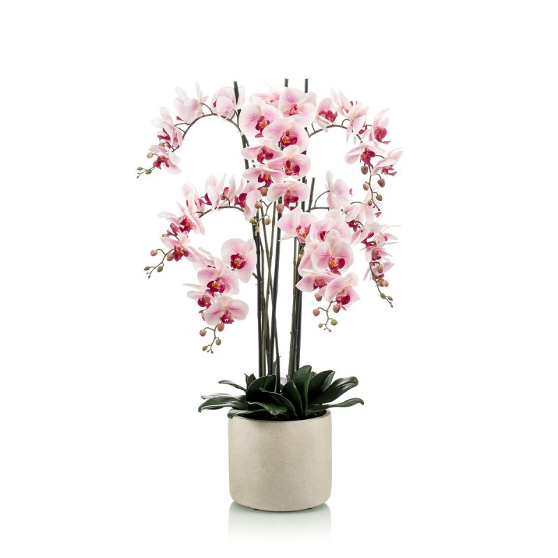 Phalaenopsis plant pink in ceramic pot 100cm