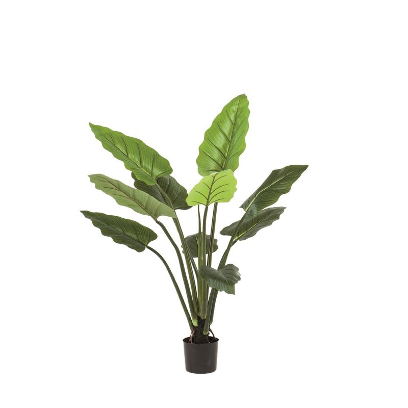 Philodendron green plant 120cm
