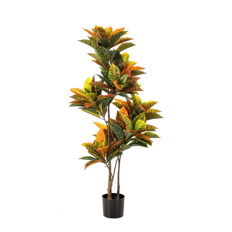 Croton plant 135cm