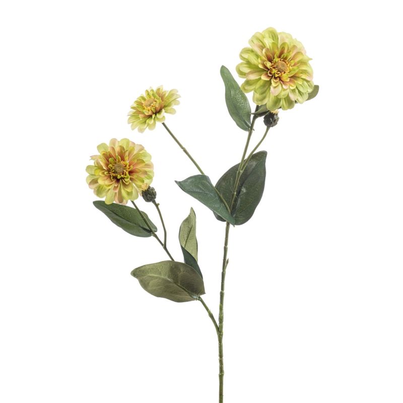 Zinnia spray green 70cm