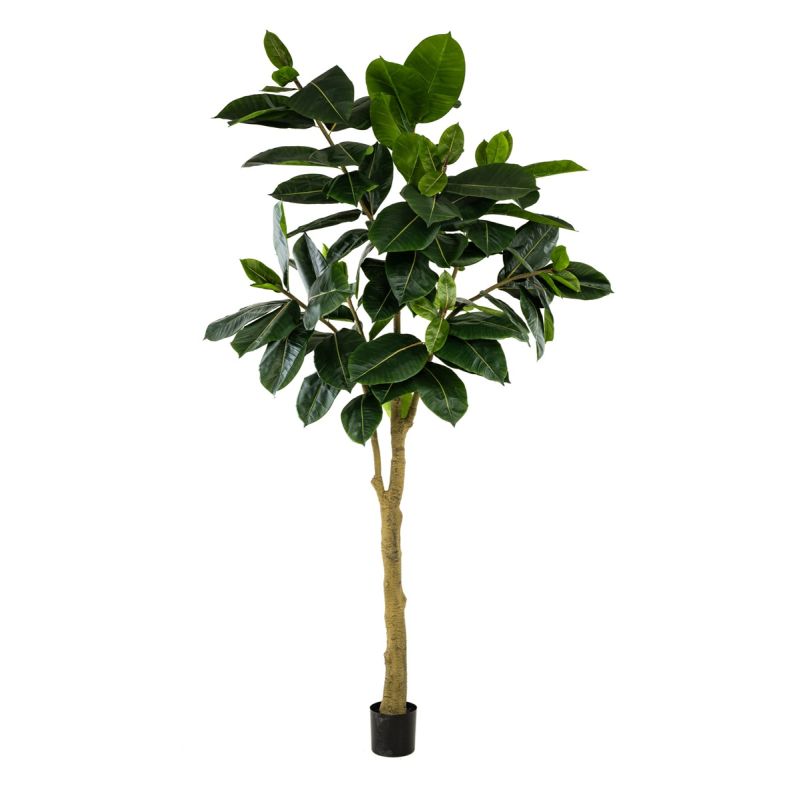 Ficus elastica tree 300cm (knock down packing)