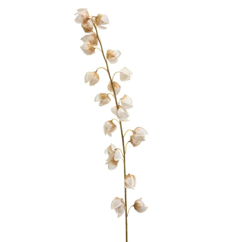 Physalis spray cream 130cm