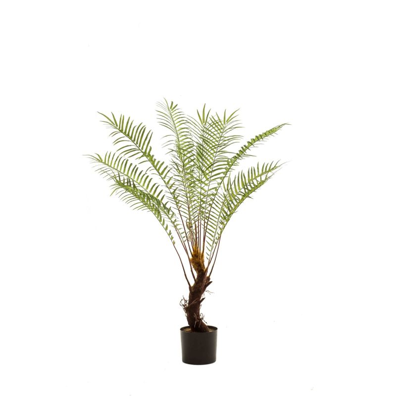 Fern dicksonia on trunk x15 125cm