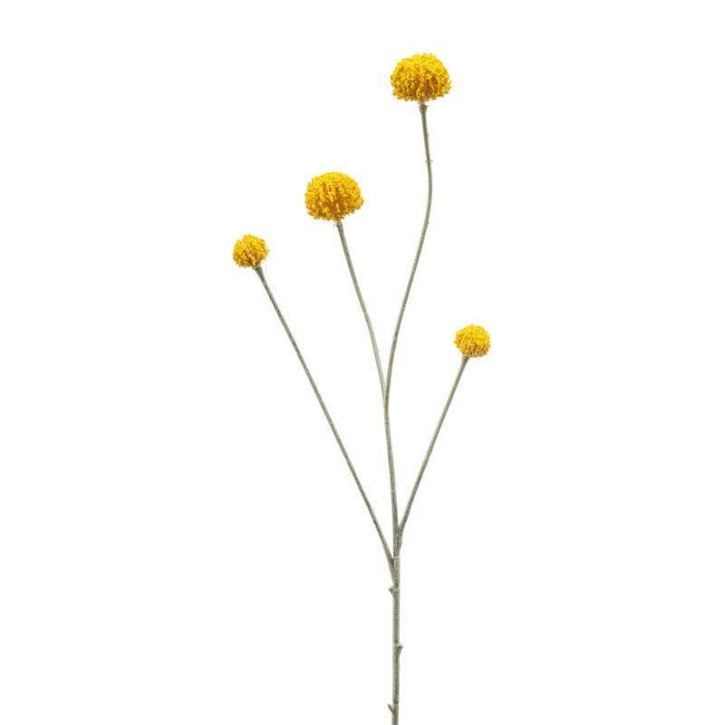 Craspedia spray yellow 68cm