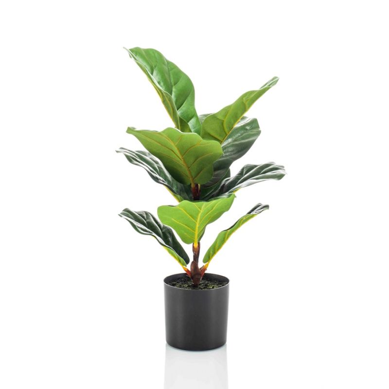 Ficus lyrata plant 55cm