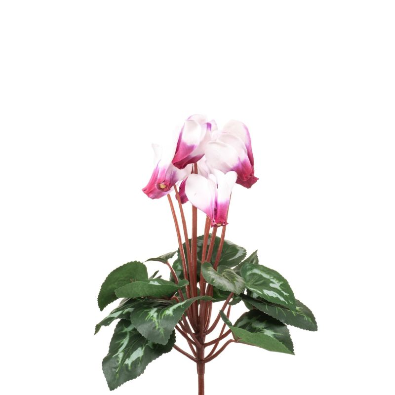 Cyclamen bush white/beauty 30cm
