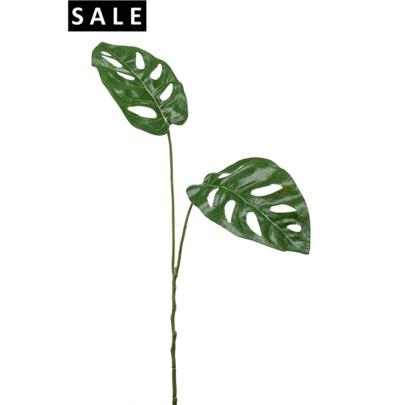 Monkey leaf spray x2 50cm