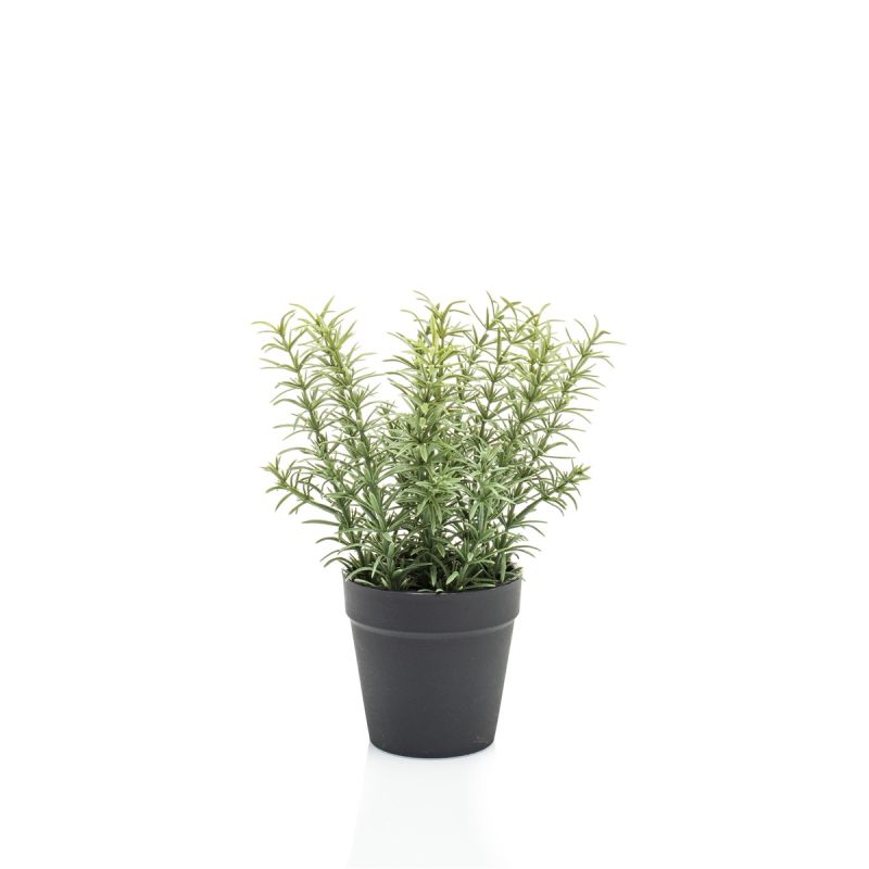 Thyme in pot 22cm