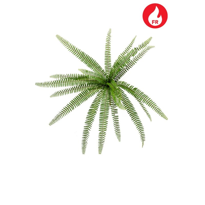 Nephrolepis fern bush FR 62cm