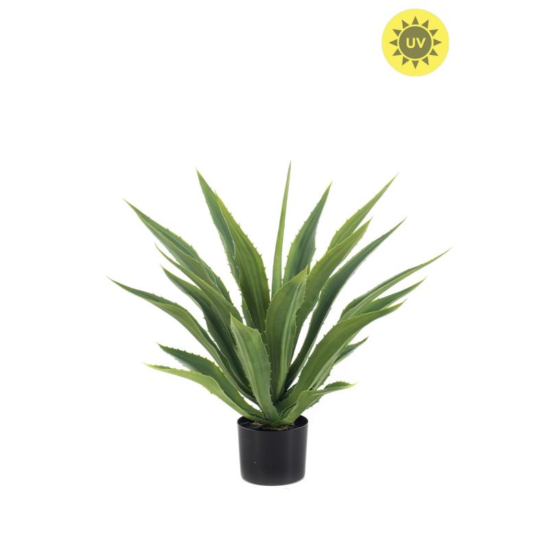 Agave UV green in pot 70cm