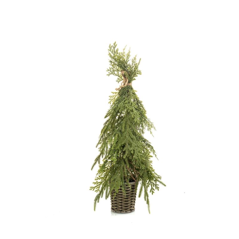 Cedar mix tree in pot 65cm