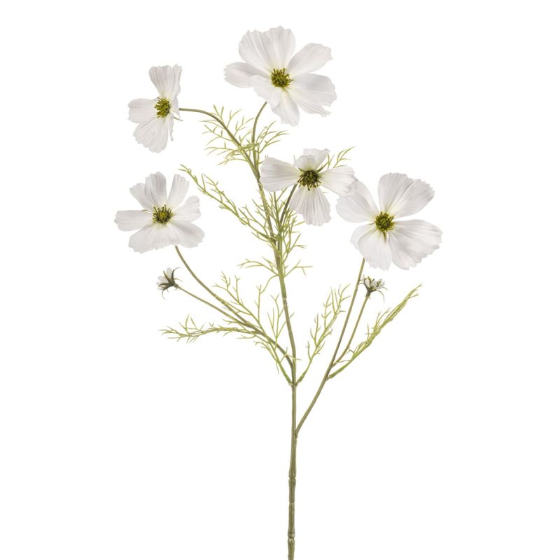 Cosmos spray white 75cm