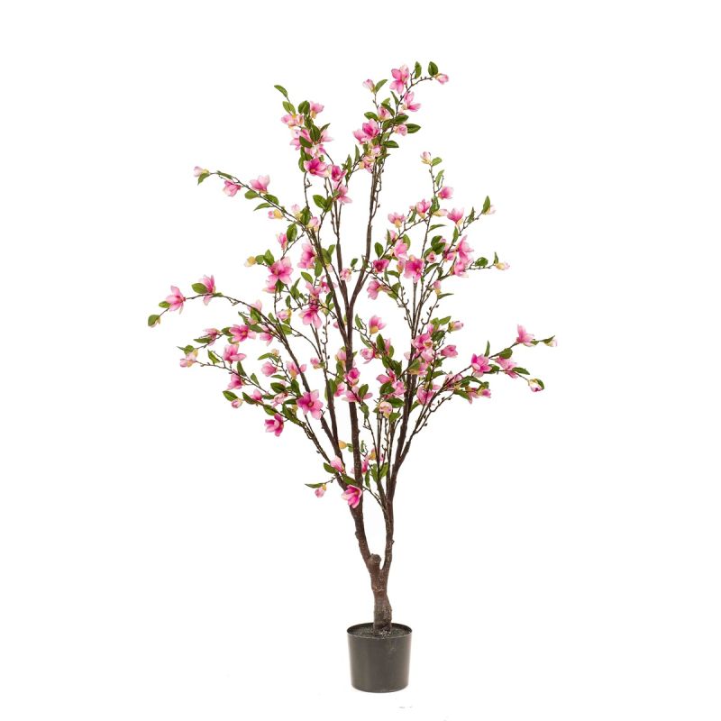 Magnolia tree pink 170cm