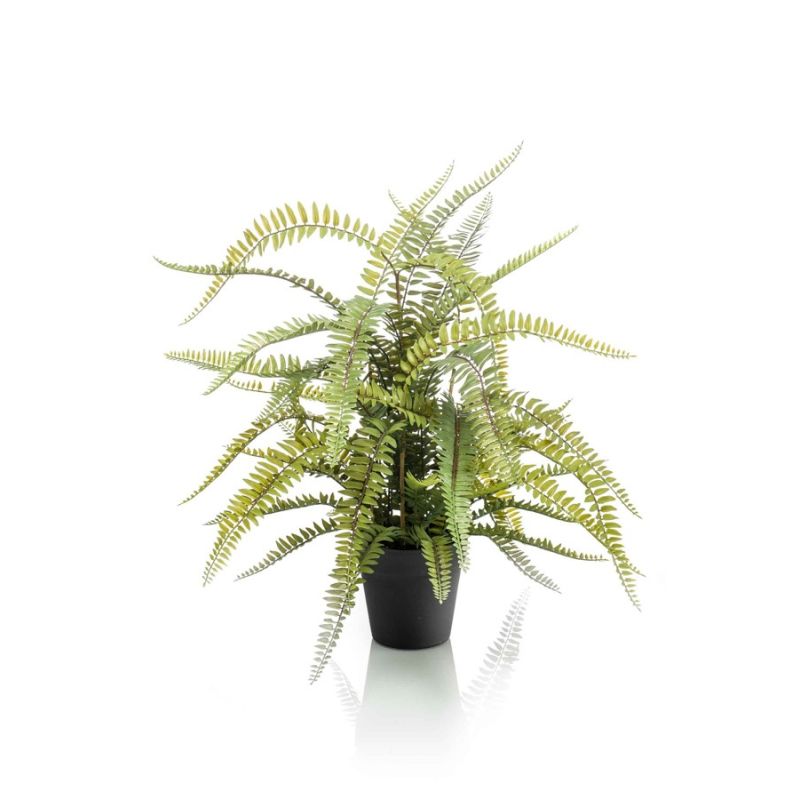 Fern boston in pot 70cm