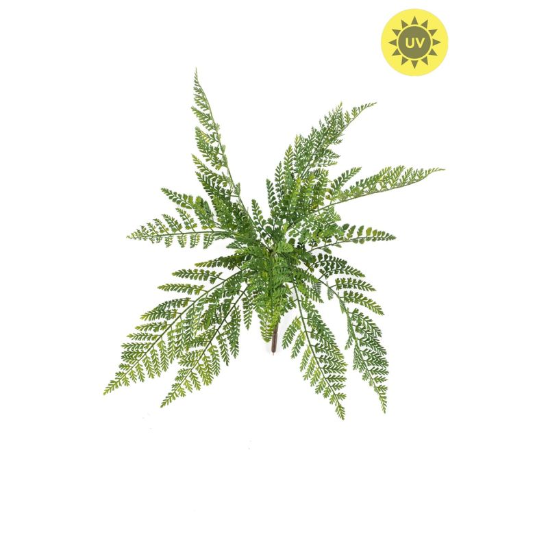 Fern asplenium bush UV 55cm