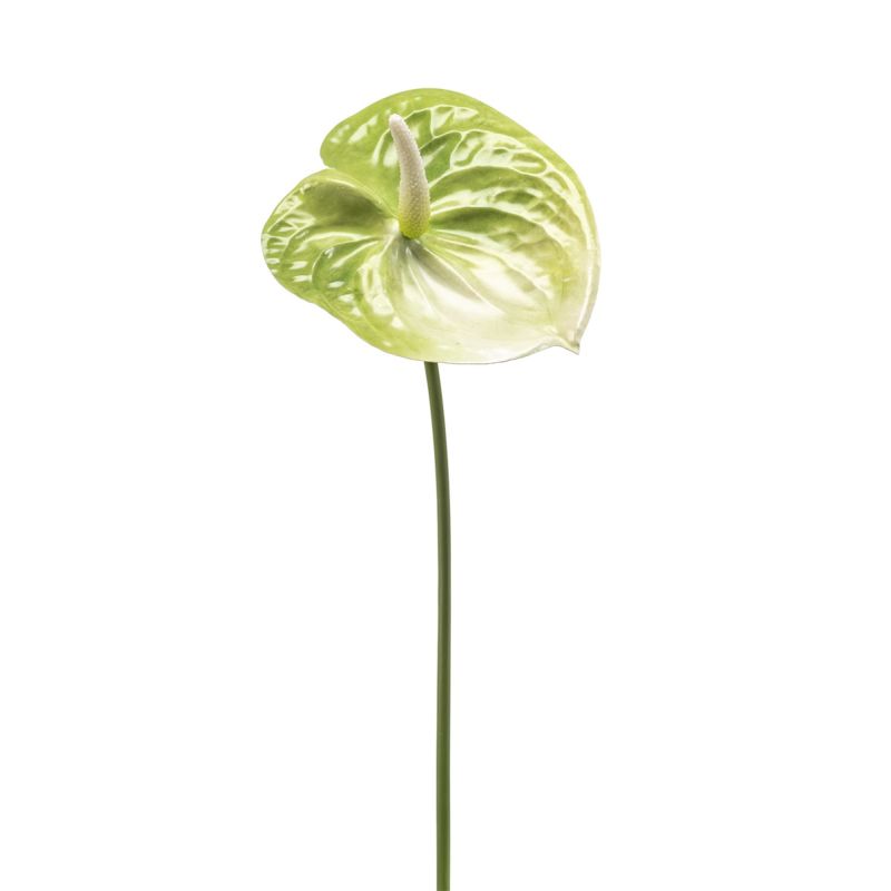 Anthurium spray green 65cm